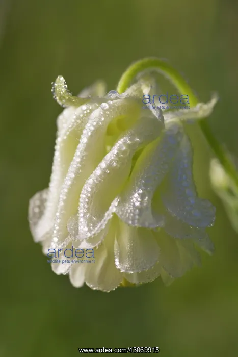 : European Columbine : European Columbine