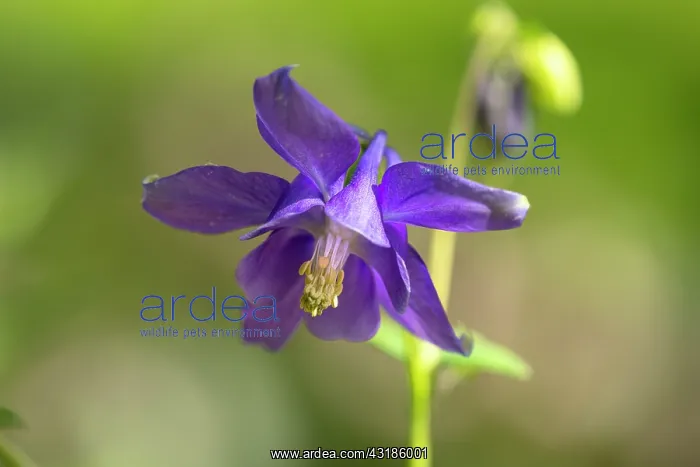 : European Columbine : European Columbine