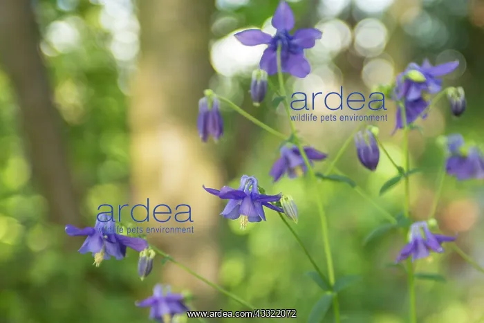 : European Columbine : European Columbine
