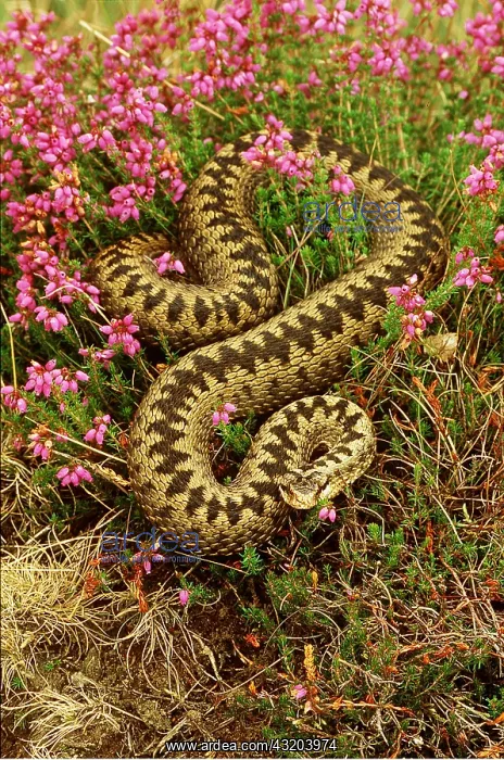 : European / Common ADDER : European / Common ADDER
