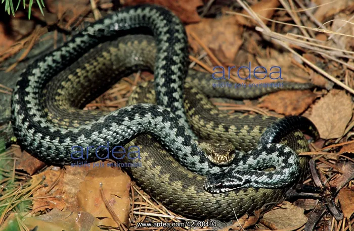 : European / Common ADDER - adults; pre-copulation : European / Common ADDER - adults; pre-copulation