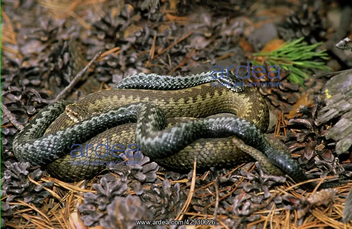 : European / Common ADDER - adults; pre-copulation : European / Common ADDER - adults; pre-copulation