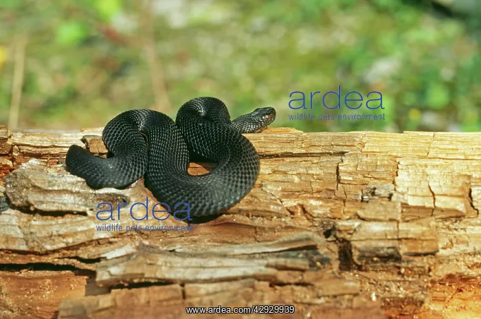 : European / Common ADDER - black : European / Common ADDER - black