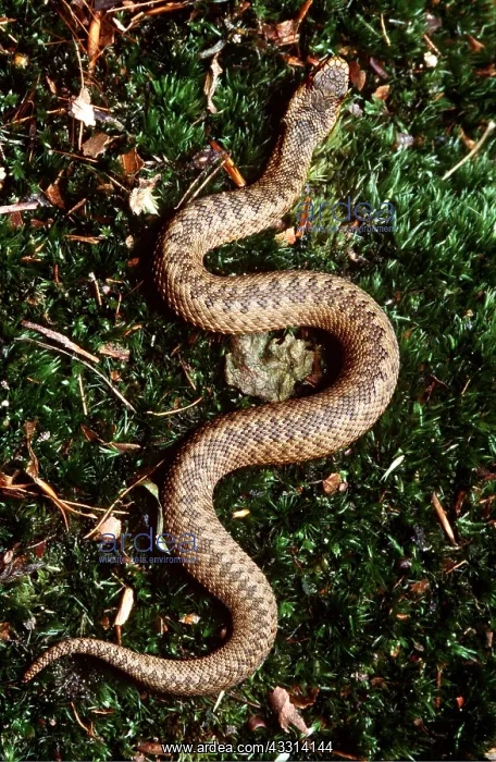 : European / Common ADDER - full body, view from above : European / Common ADDER - full body, view from above