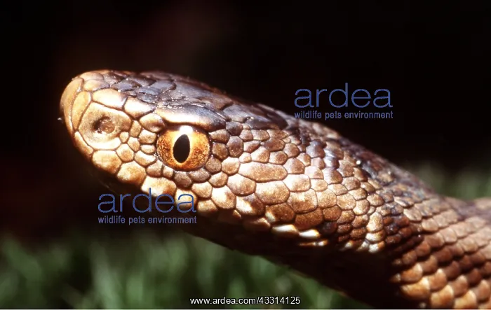 : European / Common ADDER - CLOSE UP OF HEAD : European / Common ADDER - CLOSE UP OF HEAD