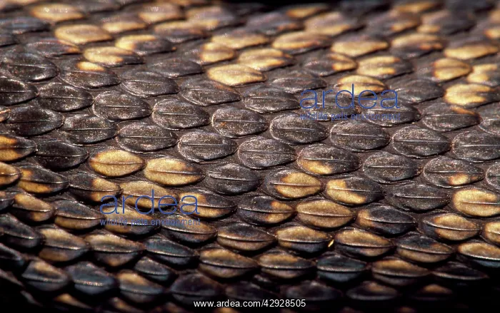 : European / Common ADDER - Close up of scales : European / Common ADDER - Close up of scales