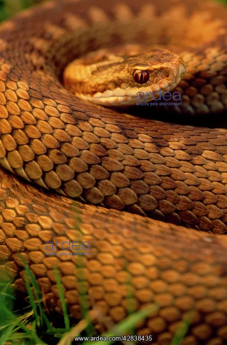 : European / Common ADDER - female, close-up : European / Common ADDER - female, close-up