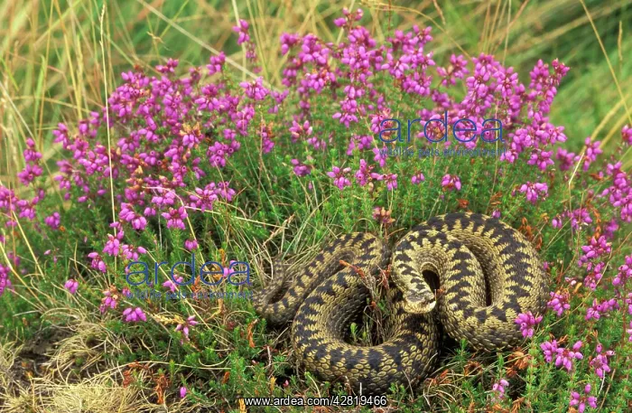 : European / Common ADDER - female in heather. Only : European / Common ADDER - female in heather. Only