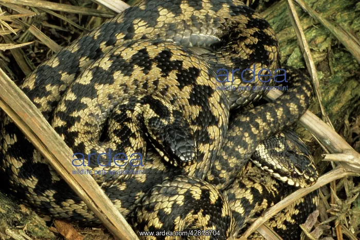 : European / Common ADDER - two males sunning : European / Common ADDER - two males sunning