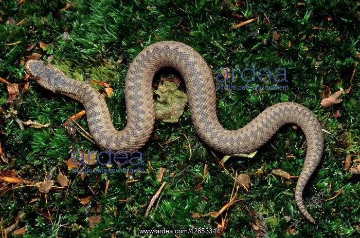 : European / Common ADDER - on moss : European / Common ADDER - on moss