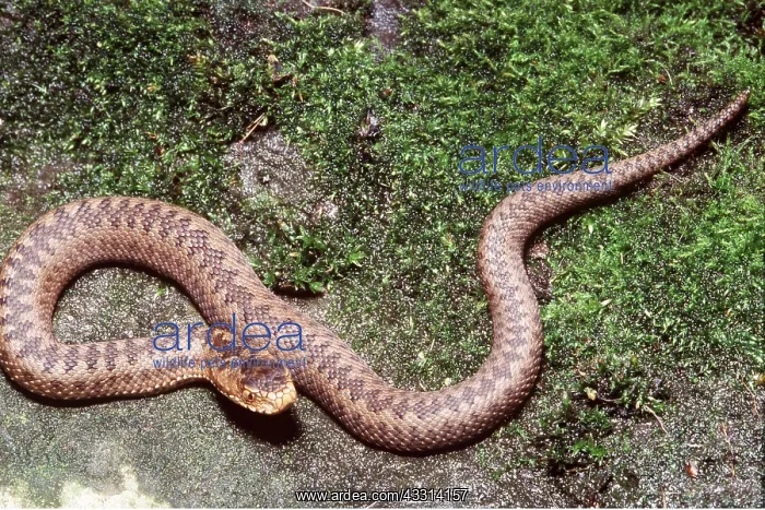 : European / Common ADDER - ON MOSS COVERED FLOOR : European / Common ADDER - ON MOSS COVERED FLOOR