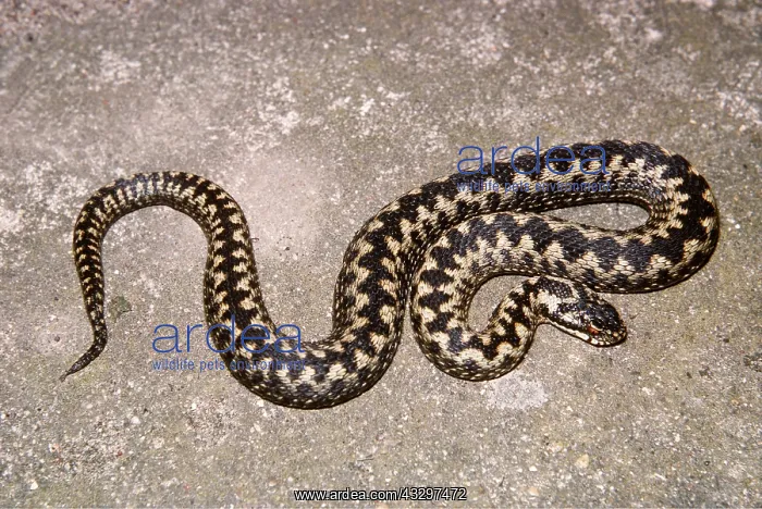 : European / Common ADDER - overhead view : European / Common ADDER - overhead view