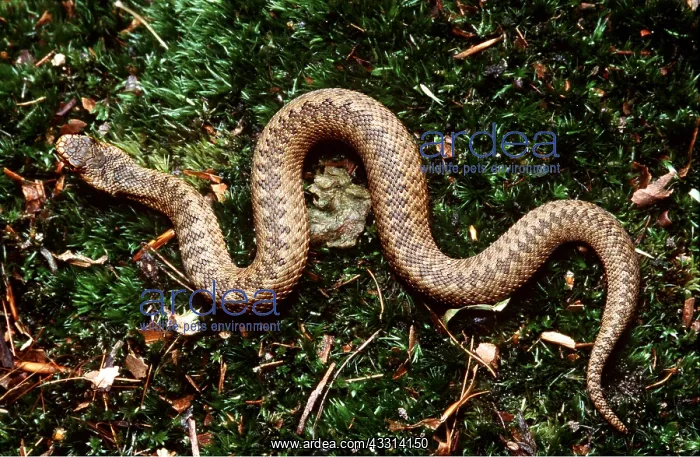 : European / Common ADDER - Overhead view on floor : European / Common ADDER - Overhead view on floor
