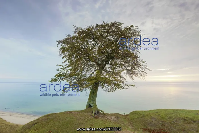  : European  /  Common Beech solitary tree at the
