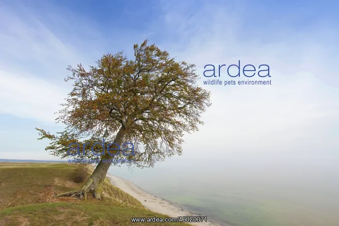 : European / Common Beech solitary tree at the : European / Common Beech solitary tree at the