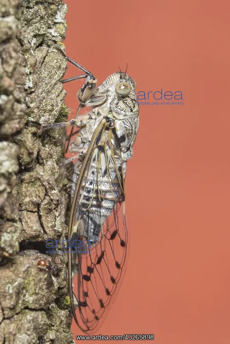 : European Common Cicada (Lyristes plebejus) clim : European Common Cicada (Lyristes plebejus) clim