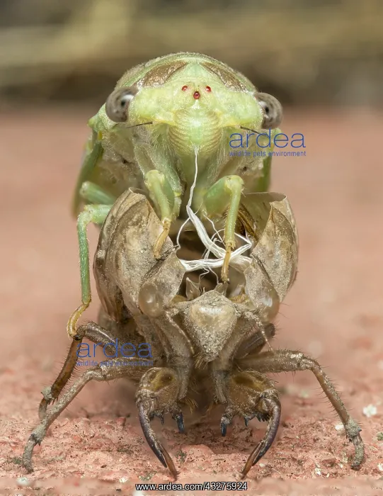 : European Common Cicada (Lyristes plebejus) emer : European Common Cicada (Lyristes plebejus) emer