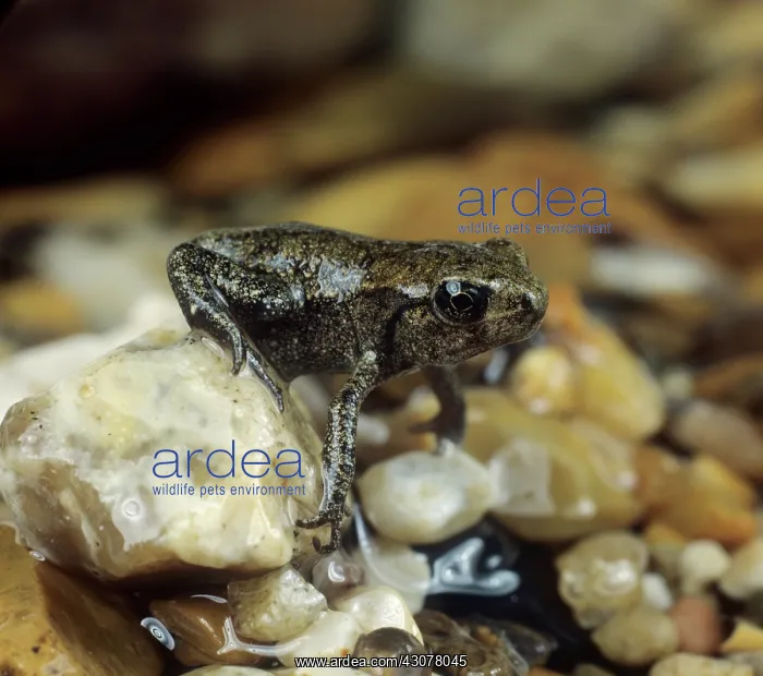 : European common frog : European common frog