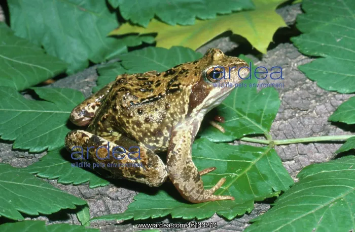 : European Common Frog : European Common Frog
