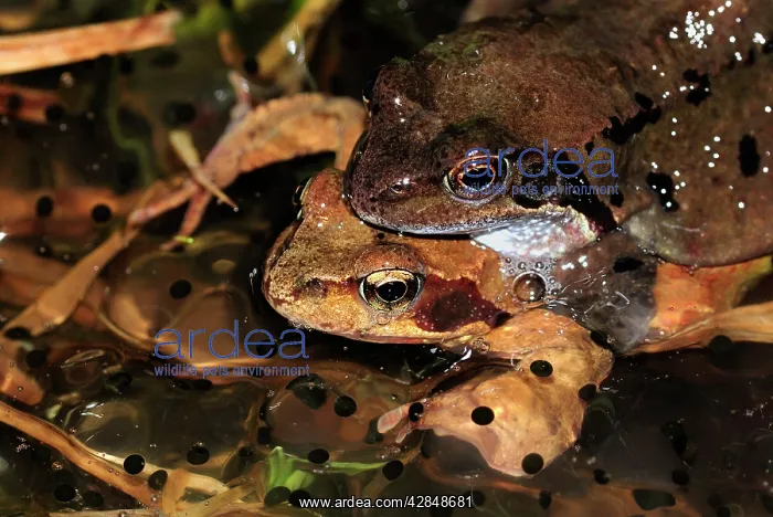 : European Common Frog - amplexus with spawn : European Common Frog - amplexus with spawn