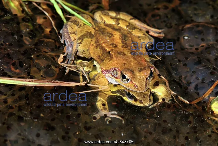  : European Common Frog - amplexus with spawn