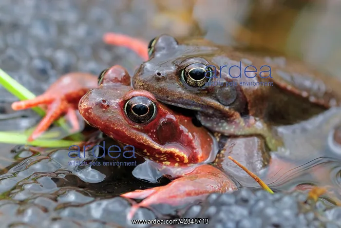: European Common Frog - amplexus with spawn : European Common Frog - amplexus with spawn