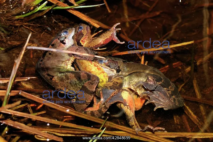 : European Common Frog - a mess of amplexus / mating : European Common Frog - a mess of amplexus / mating