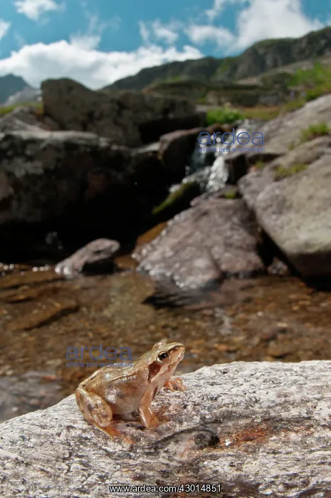 : European Common Frog near a stream in high mountain : European Common Frog near a stream in high mountain
