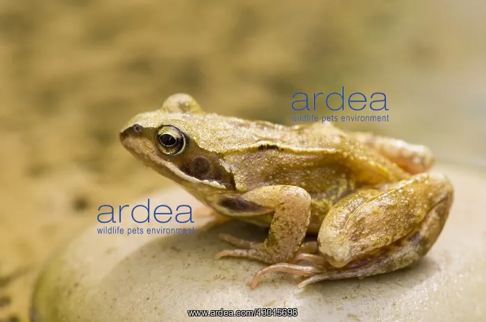 : European common frog - Norfolk UK : European common frog - Norfolk UK