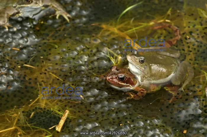 : European Common Frogs - Mating - Pair in amplexus : European Common Frogs - Mating - Pair in amplexus