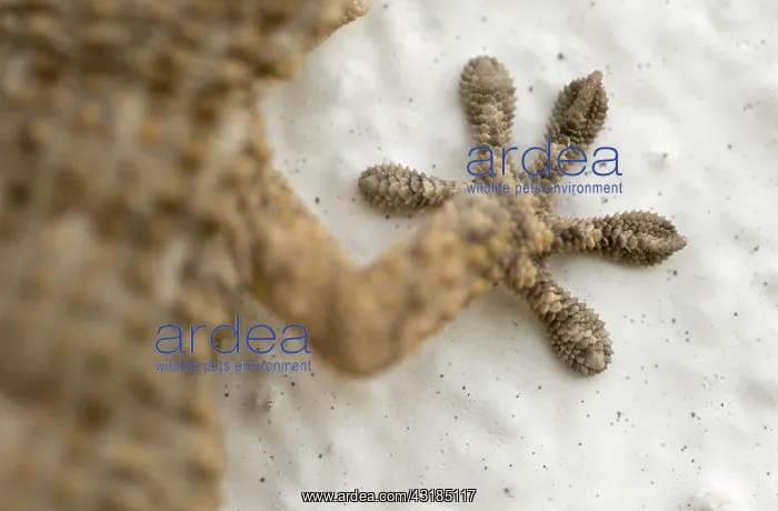 : European Common Gecko : European Common Gecko