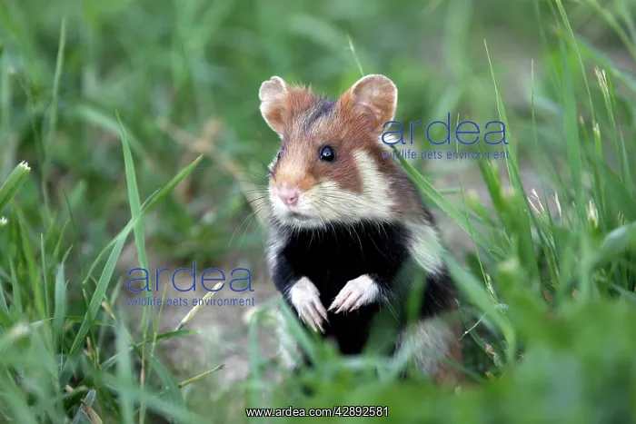 : European / Common hamster - In grass : European / Common hamster - In grass