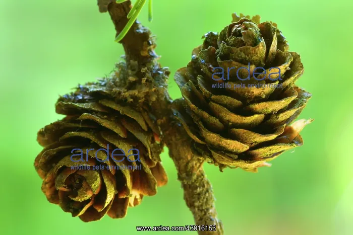  : European  /  Common Larch ripe cone Autumn