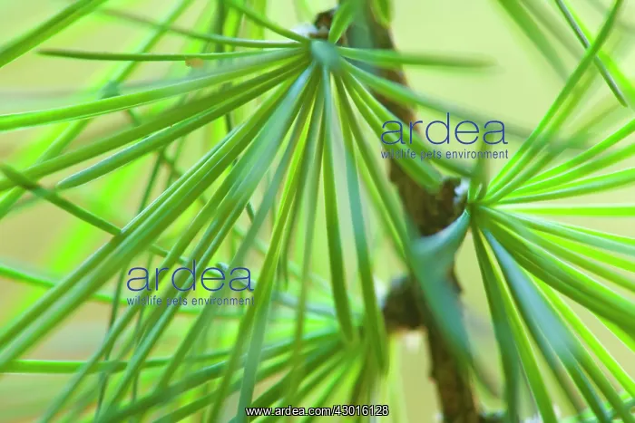 : European / Common Larch young and freshly : European / Common Larch young and freshly