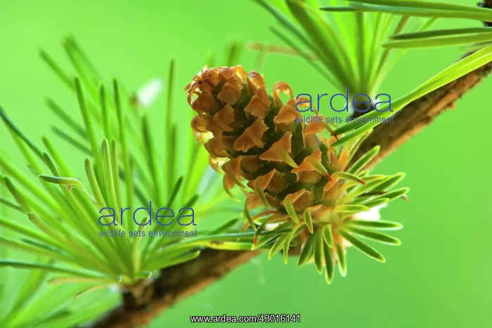 : European / Common Larch young and green cone Spring : European / Common Larch young and green cone Spring