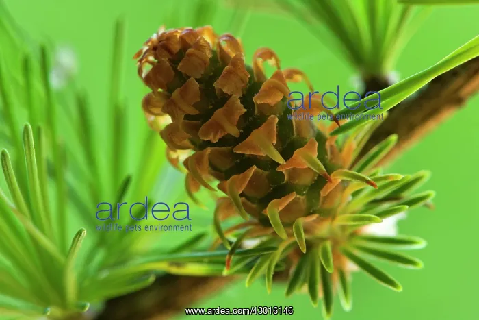 : European / Common Larch young and green cone Spring : European / Common Larch young and green cone Spring
