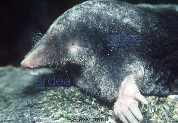 : European / Common MOLE - Close-up head, showing : European / Common MOLE - Close-up head, showing