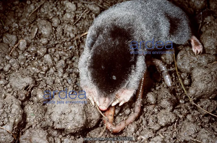  : European  /  Common MOLE - eating earthworm