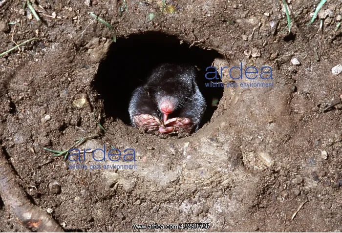  : European  /  Common MOLE - Eating worm in hole