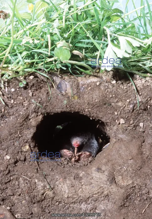  : European  /  Common MOLE - Eating worm in hole