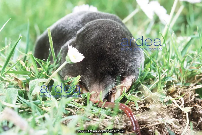 : European / Common MOLE - Eating worm on surface : European / Common MOLE - Eating worm on surface