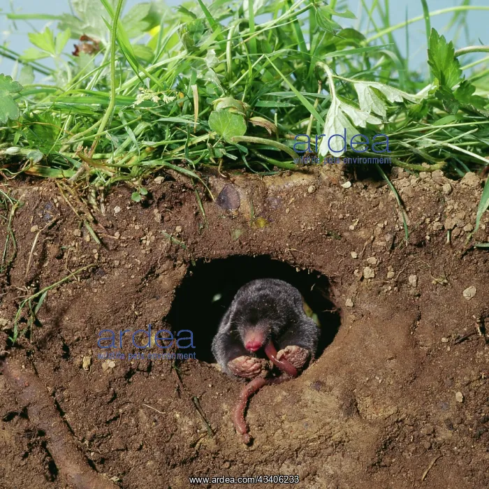 : European / Common MOLE - eats worm in hole underground : European / Common MOLE - eats worm in hole underground