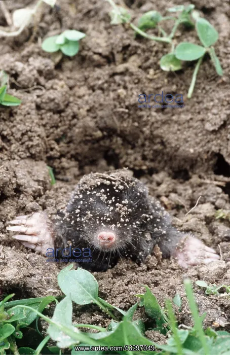  : European  /  Common MOLE - emerging from ground, showing