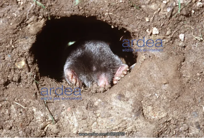 : European / Common MOLE - In hole underground : European / Common MOLE - In hole underground