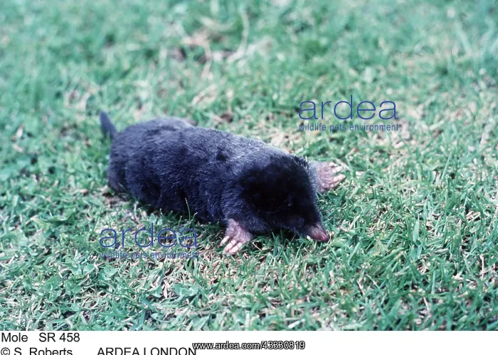 : European / Common MOLE - on lawn : European / Common MOLE - on lawn