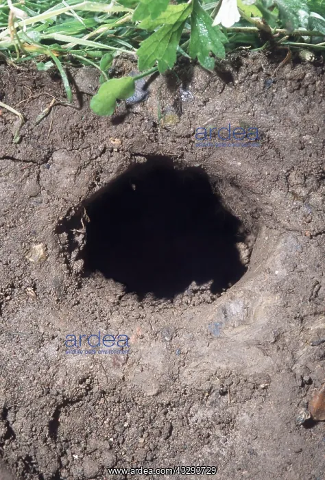 : European / Common MOLE - Mole hole : European / Common MOLE - Mole hole