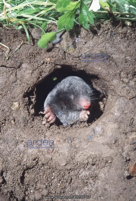 : European / Common MOLE - peers out of hole : European / Common MOLE - peers out of hole