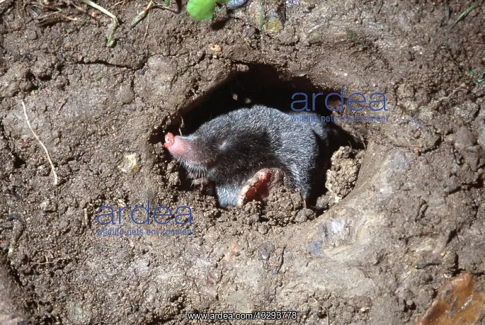 : European / Common MOLE - pushing earth with feet : European / Common MOLE - pushing earth with feet