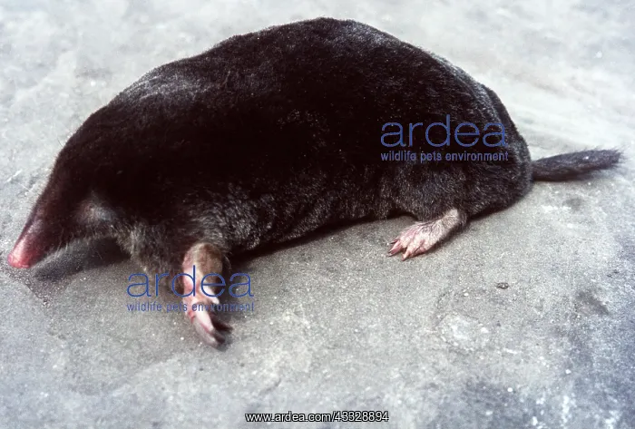 : European / Common MOLE - showing spade-like feet : European / Common MOLE - showing spade-like feet