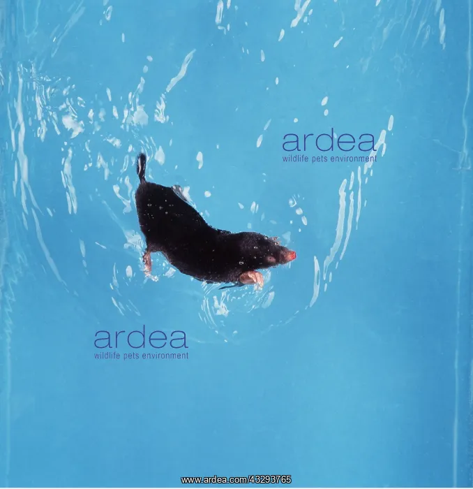 : European / Common MOLE - swimming : European / Common MOLE - swimming